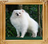 Canton_White_Cloud_Breaker_1yr_4mos_5.5lbs_framed.jpg