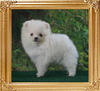Canton_White_Cloudburst_F_2mo.jpg