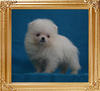 Canton_White_Crystalle_.88lbs_2mo_2845.jpg