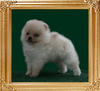 Canton_White_Darkness_1mo_2weeks.jpg