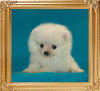 Canton_White_Meme__2mo_1.3lbs_47433.jpg