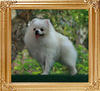 Canton_White_Pansy__5393_11mo_4.5lbs_21cm_6-6_47464.jpg
