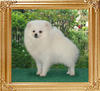 Canton_White_Pearl_5_mo_3_wks.jpg