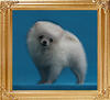 Canton_White_Perfect_1.8lbs_at_3mo_3wk.jpg