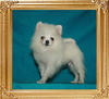 Canton_White_Pursuit_3mo_2wk_2.2lbs_47641.jpg
