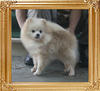 Canton_White_Wonder_4yr_3mo_572lbs_8663.jpg