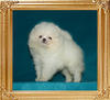 Canton_Winter_Wonderland_1.4lbs_1mo_3wk_49629.jpg