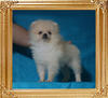 Canton_Yakuza_1.98lbs_3mo_P6-6_0530.jpg
