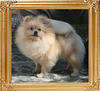 Canton_Yoko_Fashion_2.2lbs_1yr_1mo_8792.jpg
