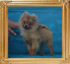 Canton__Carlas_Dream_3.52lbs_4mo_2wk_P6-6.jpg