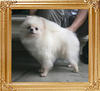 Canton__Tallelujah_3yr_10mo_5.5lbs_4167_Extend_EarCoat.jpg