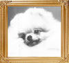 Ch_Derronills_Maximum_47711.jpg