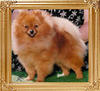 Cheyennes_Timstoppers_Buddy_Can_Ch_33430.jpg