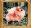 Chikai_First_Lover__222951.jpg