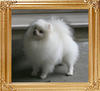 Co_Co_of_Chiao_Li_Ya_2yr_2.3lbs__49288.jpg