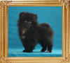 Coral_Black_Gypsy_2mo_3wk_1.4lbs_2653.jpg