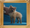 Coral_Chops_4.5lbs_at_4mo_7200.jpg