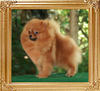 4.5lbs Coral_Farah_of_Canton_4.5lbs_Final_Picture.jpg.jpg