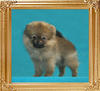 Coral_Paradigm_2mo_2wk_1.4lbs_47417.jpg