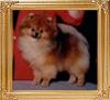 Daystar_Celebrity_to_Janlors_Ch.jpg