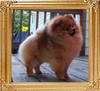 Dee_Little_Whos_The_Boss_Ch_42094.jpg