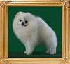 Dietz_of_Hsi_Duo_Li_Ai_Dog_Wu_900128000475313.jpg