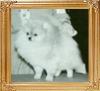 Emcees_Golden_Bearnabee_34366.jpg