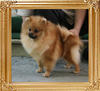 Fabulous_Francine_1yr_5mo_2.2lbs_6269.jpg