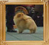 Foxworth_Five_Star_Tradition_Ch_34684.jpg