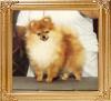 Great_Elms_Jewel_of_Lenette_10870.jpg