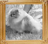 Great_Elms_Little_Buddy_Ch_10233.jpg
