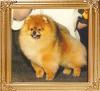 Great_Elms_Little_Demetrius_Ch_35132.jpg
