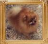 Great_Elms_Tiny_Tim_Can_Ch_35159.jpg