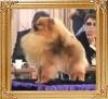 Hadleigh_Crown_Prince2.jpg
