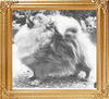 Hadleigh_Silver_Gem_2057.jpg