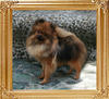 Inge_of_Kuo_Lung_Lin_Kennel__47489.jpg