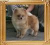Jewel_of_Royalgene_Kennel_3yr_6mon_6.16lbs_4879.jpg