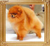 Mountain_Crest_Chiggar_Am_Mexican_Champion_37510.jpg
