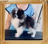 Oroslando_Albert_Monaco_at_5_months_9480.jpg