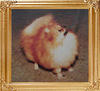Paddockwood_Pom_Puss_3484.jpg