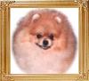 Shy_Acres_De_Ja_Vu_Ch_39466.jpg