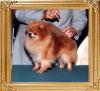 Shy_Acres_FTh_Love_Of_Friday__Ch_39468.jpg