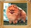 Shy_Acres_Our_Man_Friday_Ch_19048.jpg