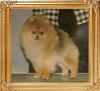 Shy_Acres_Sweet_Lovin_Man_Ch_39476.jpg