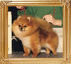 Shy_Acres_Will_O_Coompaw_Ch_39477.jpg
