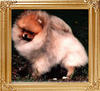 Shyacres_Our_Man_Samson_Ch_47218.jpg