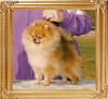 Southlands_Super_Impressive_Ch_39739.jpg