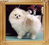 Springwoods_The_Boss_Ch_42843.jpg