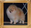 Sun-Dots_Chewbaca_Ch_5863.jpg