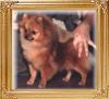 Sungolds_Corse_U_Will__Ch_39978.jpg